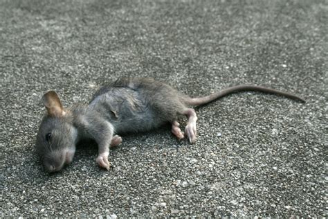 dead rats